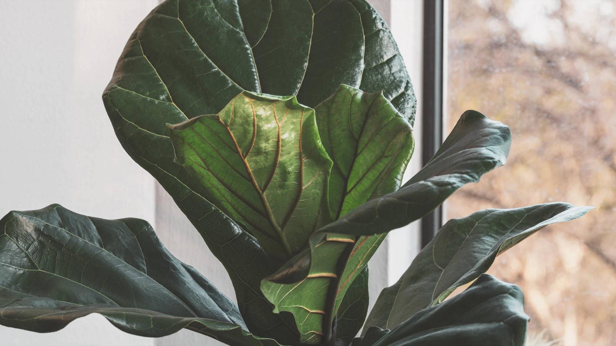 Fiddle-leaf foliage in warm window light, photographed close