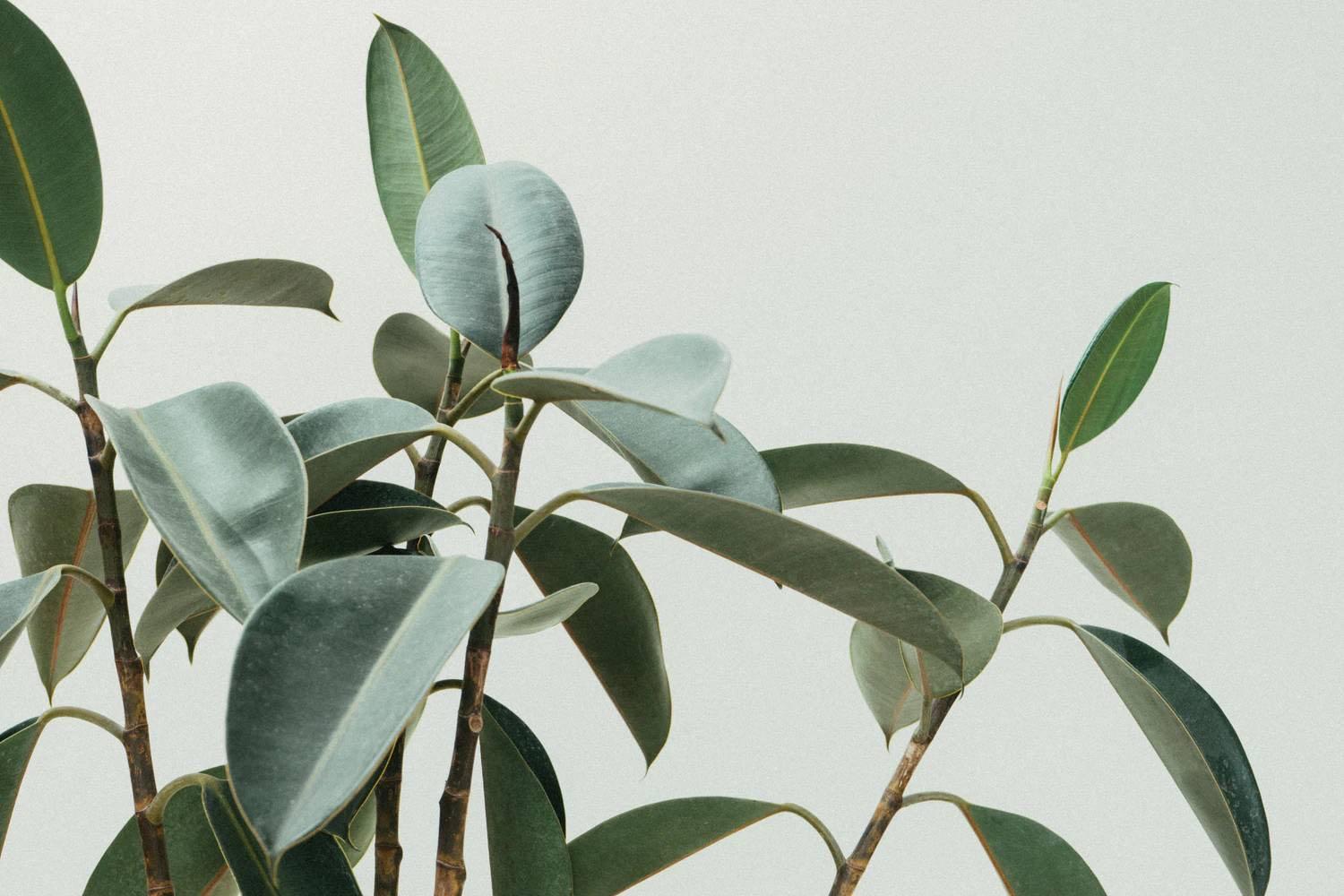 Rubber-plant stems against a warm neutral wall
